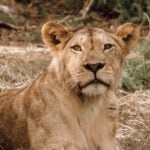 Egy oroszlán ül a fűben és nézi a kamerát.