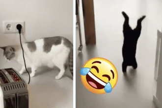 macska kenyérpirító