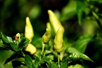 paprika palánta