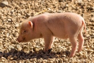 Egy kismalac látható az udvaron