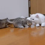 Két rvid szőrű cirmos kicsi házicica és egy nagy fehér hosszúszőrű macska látható a képen.