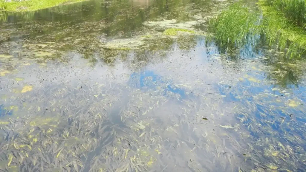 Zöld színű óriás csavarhínár a Hévízi-kifolyó vizében.